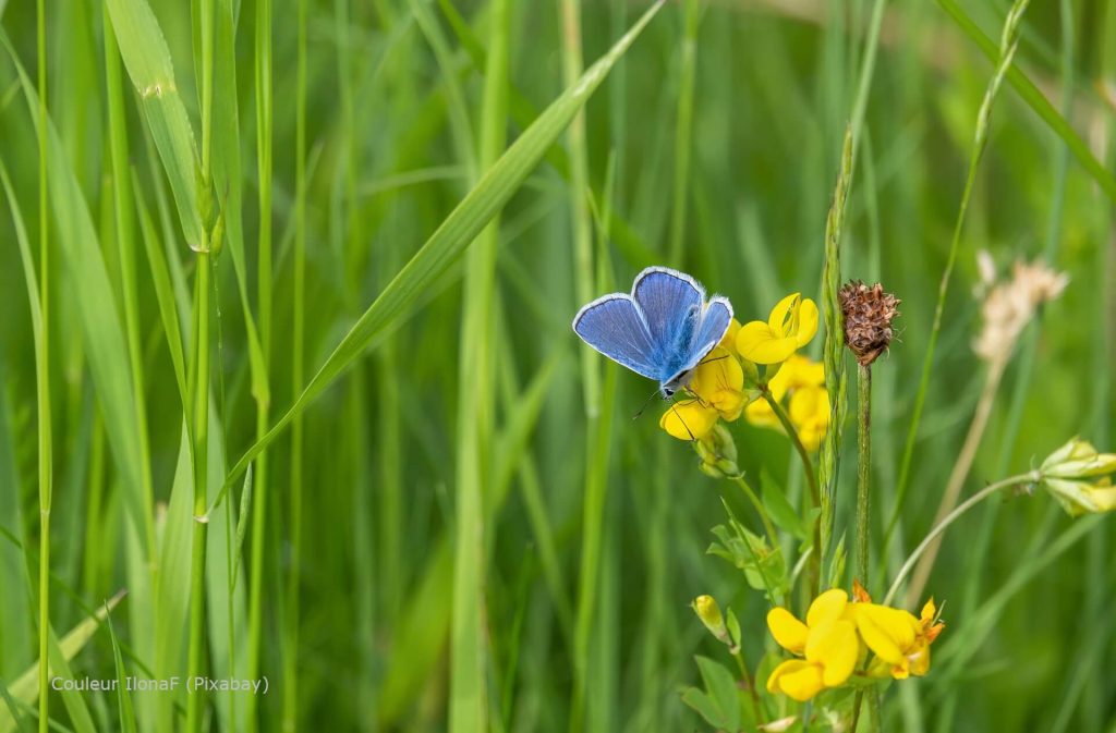 blauer Schmetterling auf Wiese