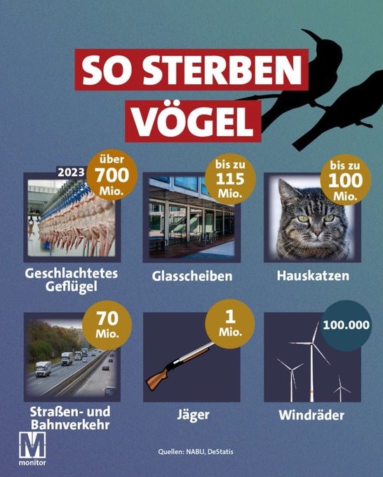 Die häufigsten Gründe für Vogelsterben