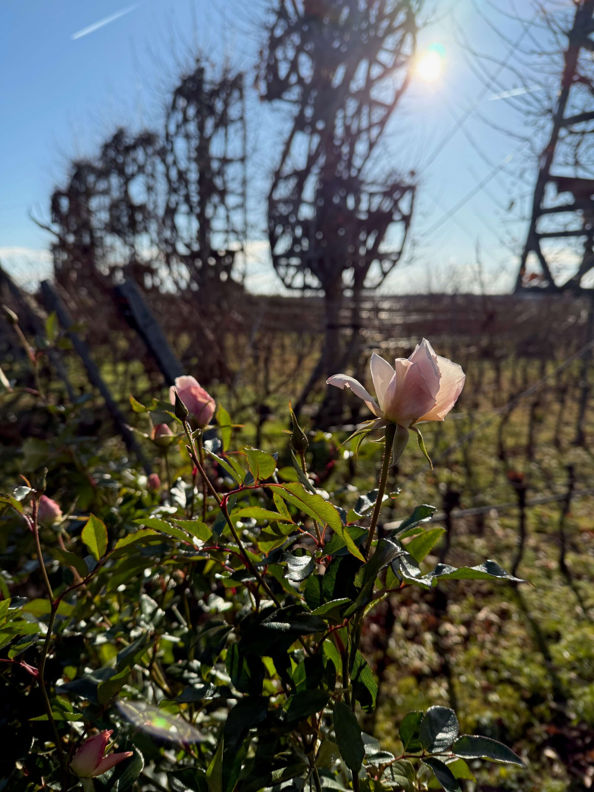 Rose Blüte Jänner 2025