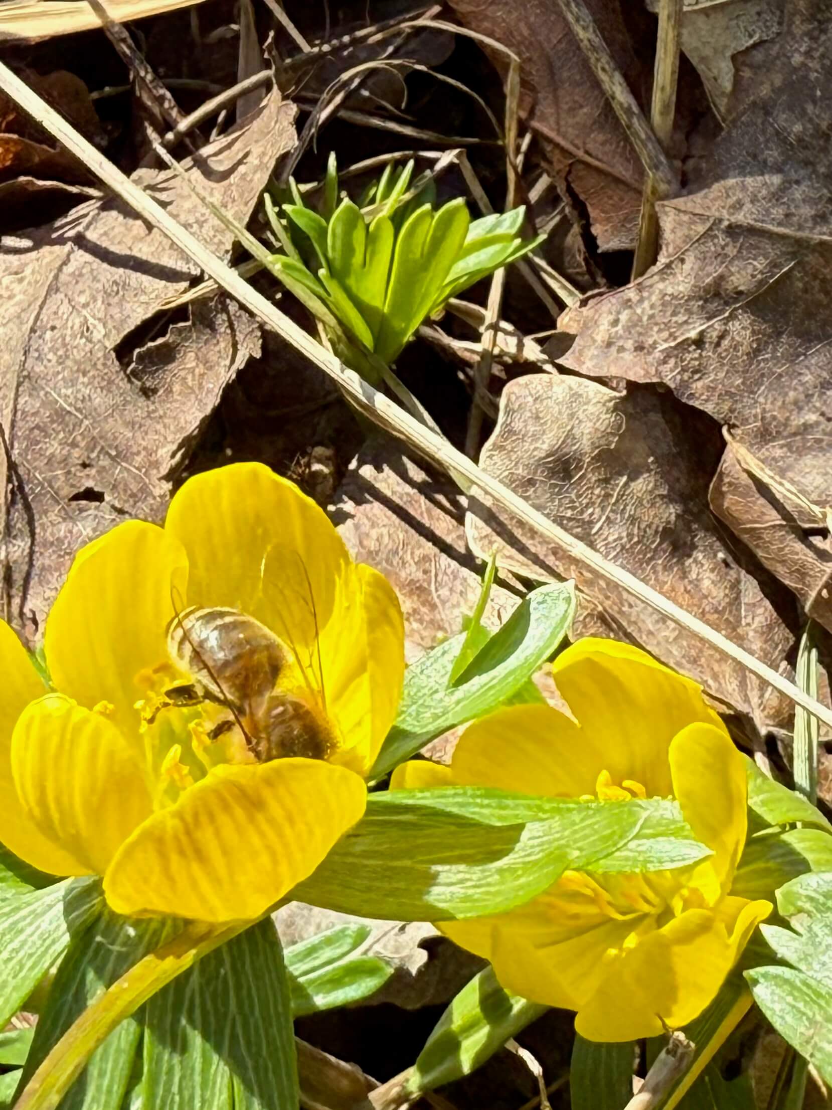 gelbe Blumen, Biene, Laub